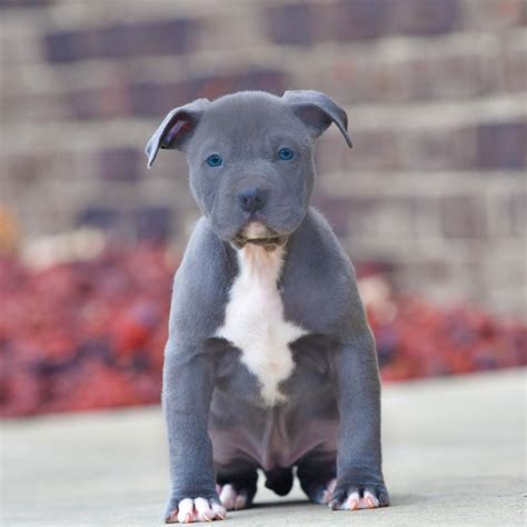 blue nose pitbull puppies for sale in florida